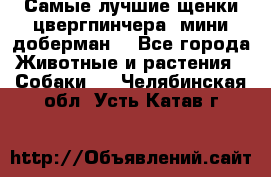 Самые лучшие щенки цвергпинчера (мини доберман) - Все города Животные и растения » Собаки   . Челябинская обл.,Усть-Катав г.